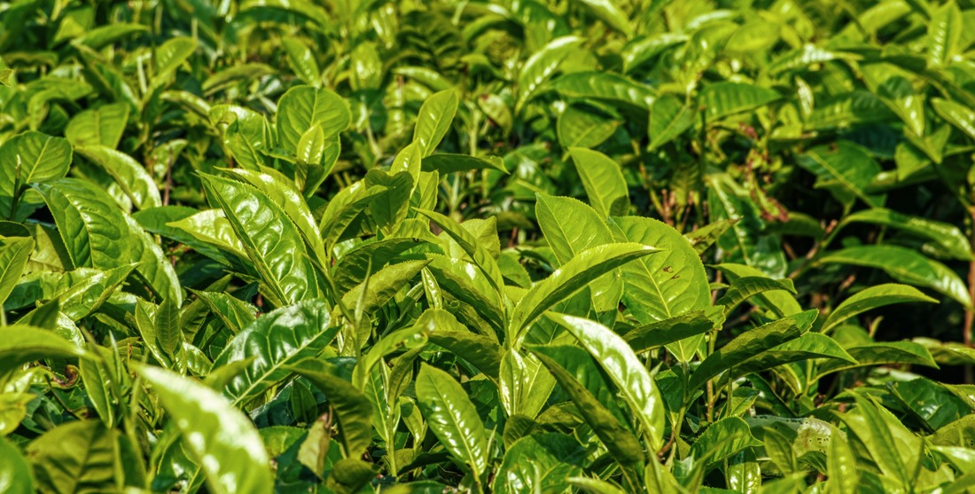 How to identify authentic premium Darjeeling tea – The Darjeeling Brew