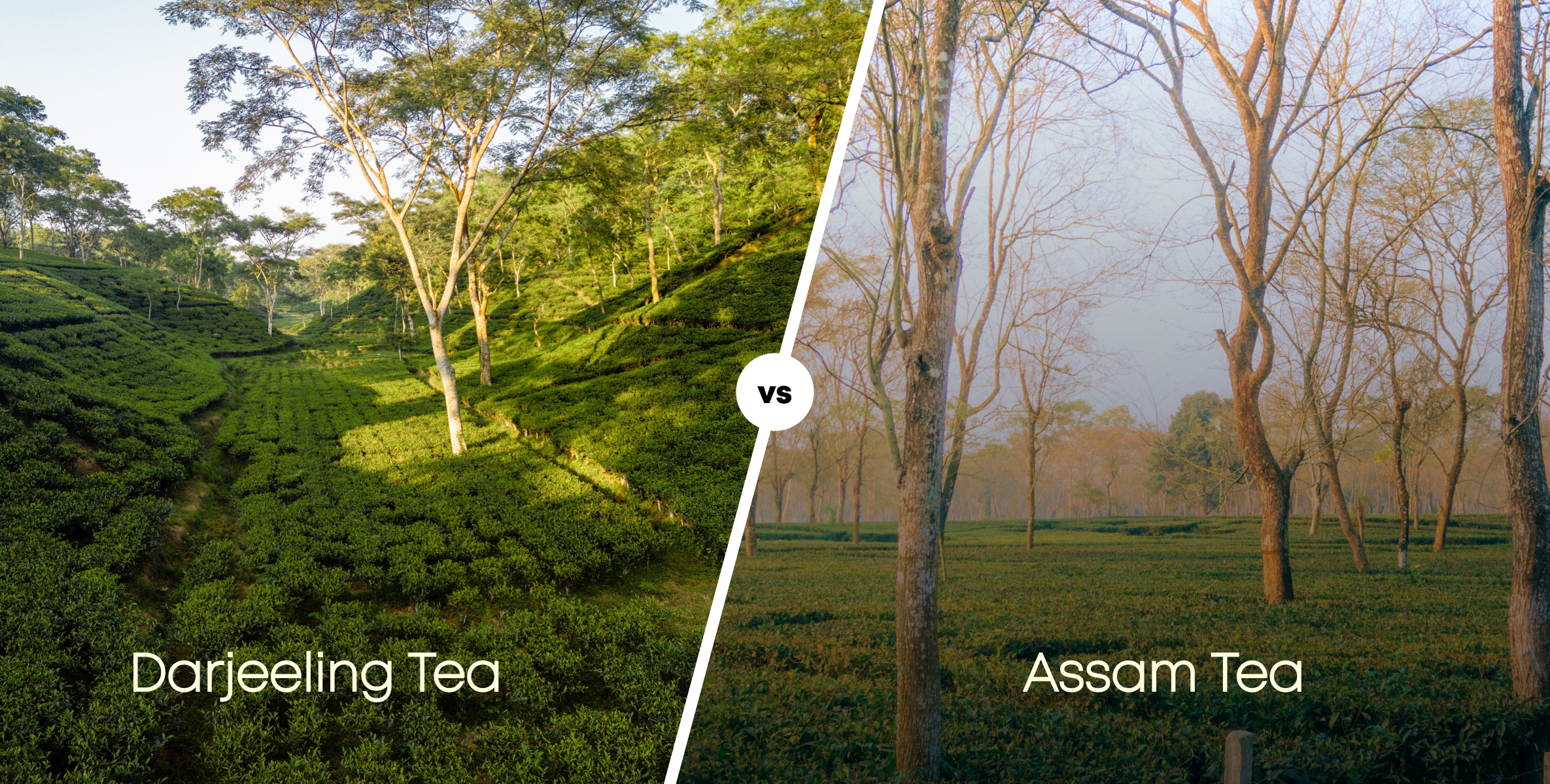 Darjeeling vs Assam Tea Differences – The Darjeeling Brew