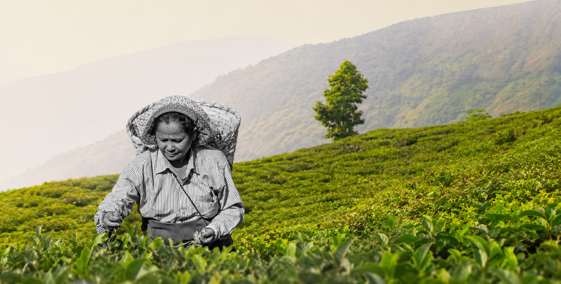 Premium Darjeeling tea selection- The Darjeeling Brew