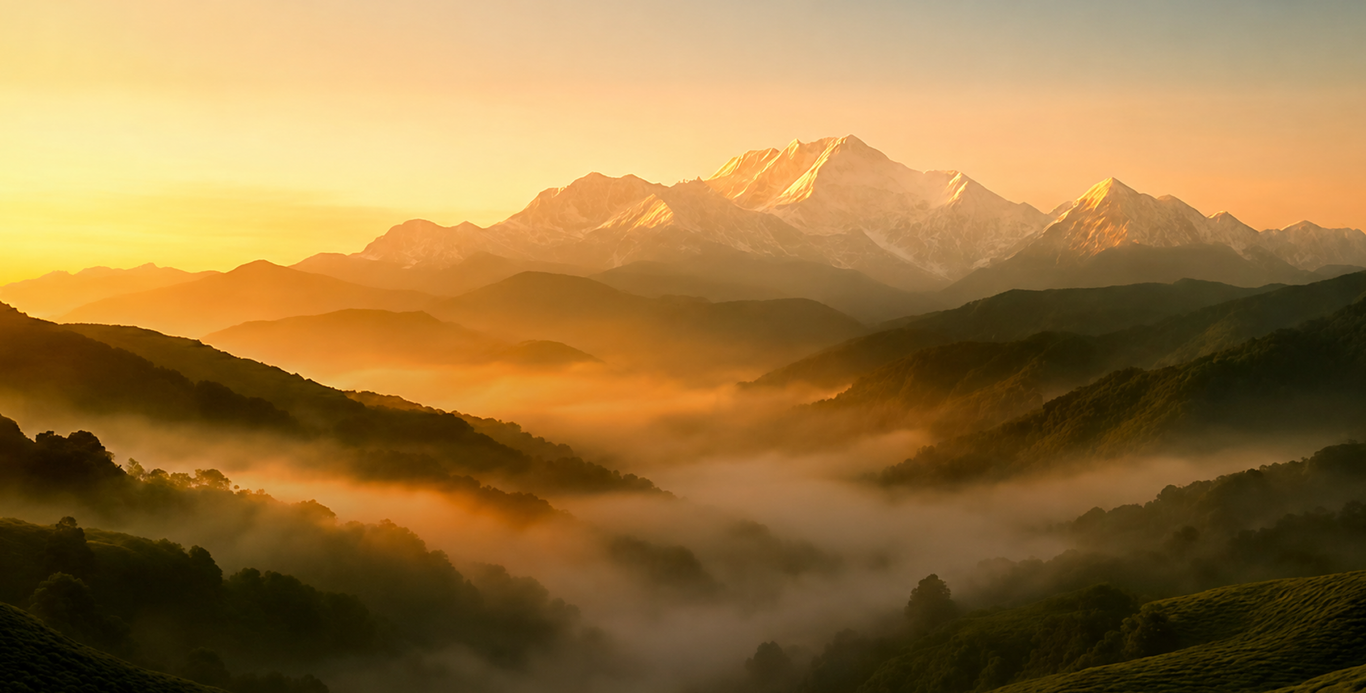 Explore Premium Tea Collections - The Darjeeling Brew