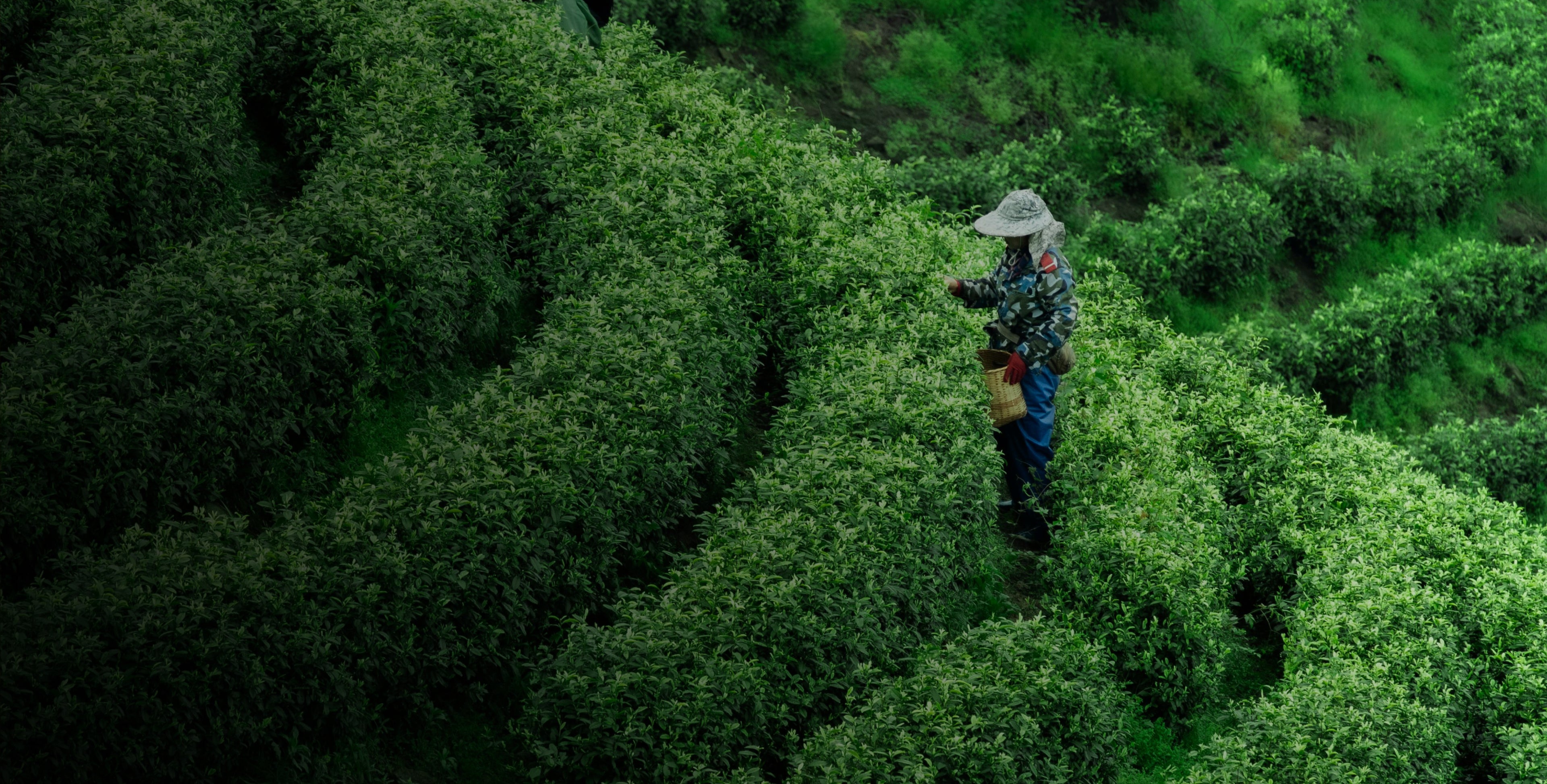 Learn the Story Behind Our Tea - The Darjeeling Brew