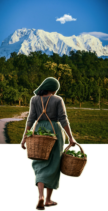 Authentic Darjeeling Tea Collection - The Darjeeling Brew