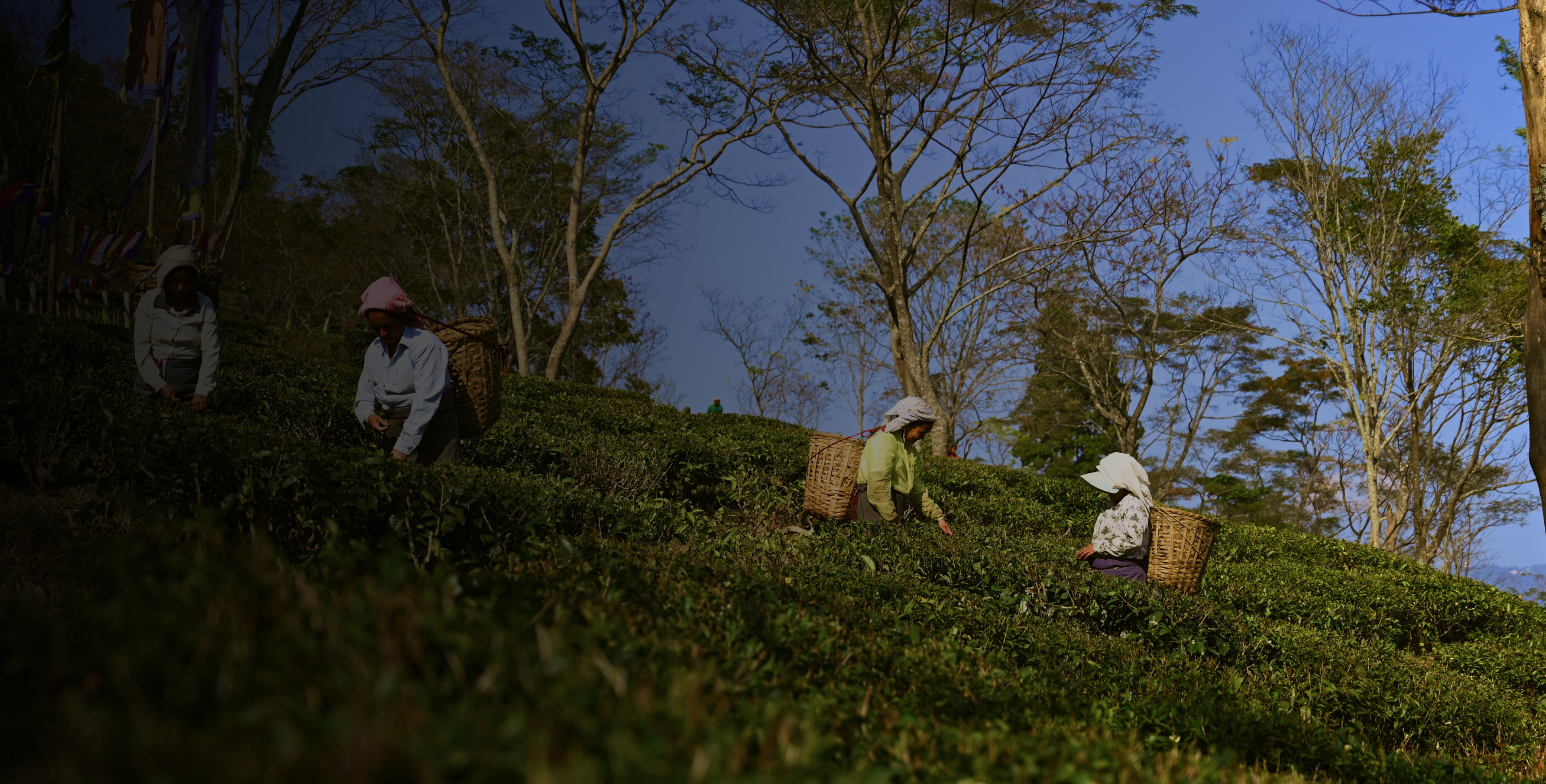 Discover Fine Himalayan Tea Blends - The Darjeeling Brew