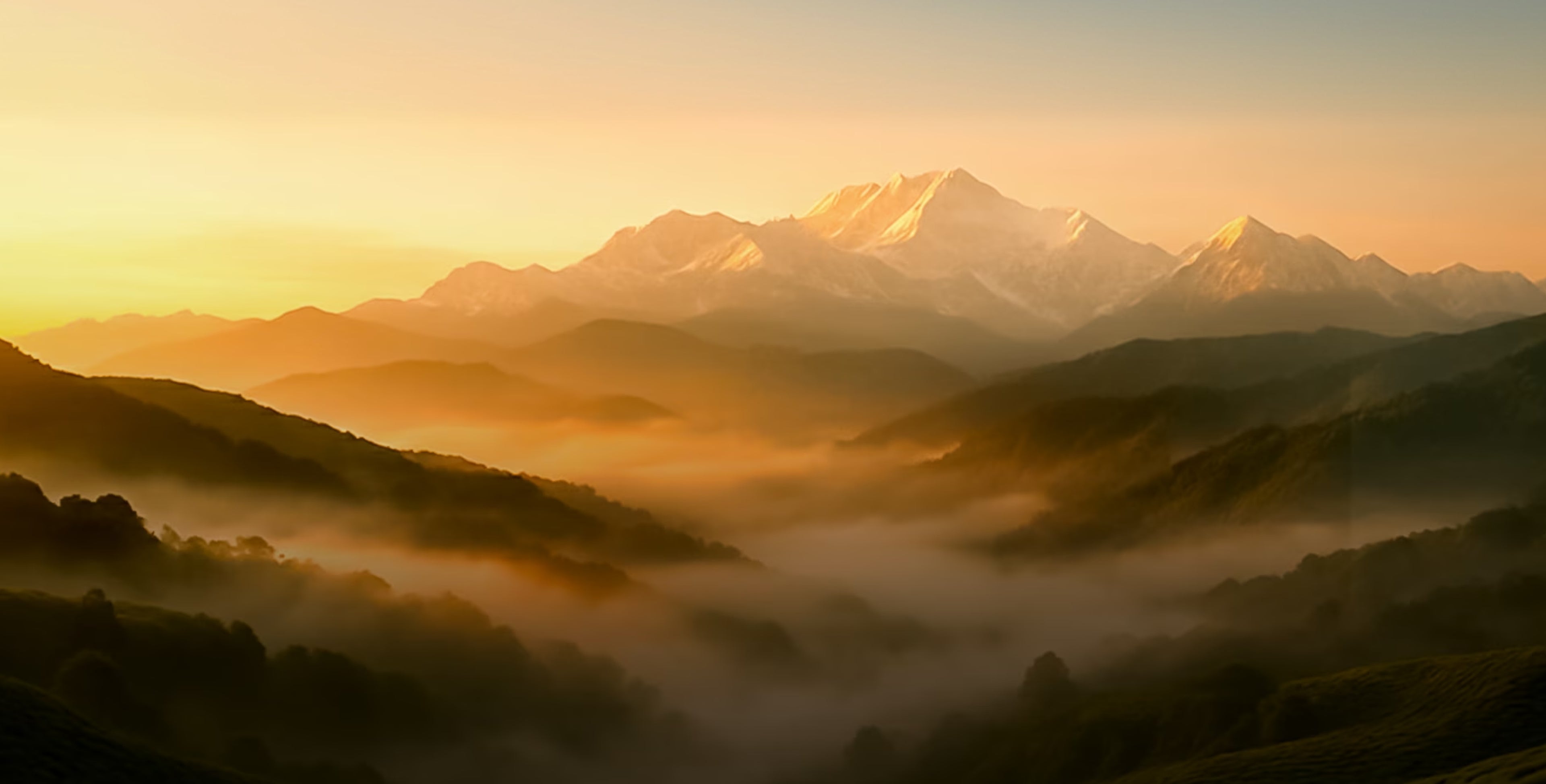 Explore Premium Tea Collections - The Darjeeling Brew