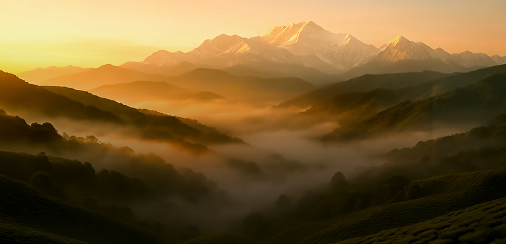 Shop Fresh Himalayan Tea Online - The Darjeeling Brew