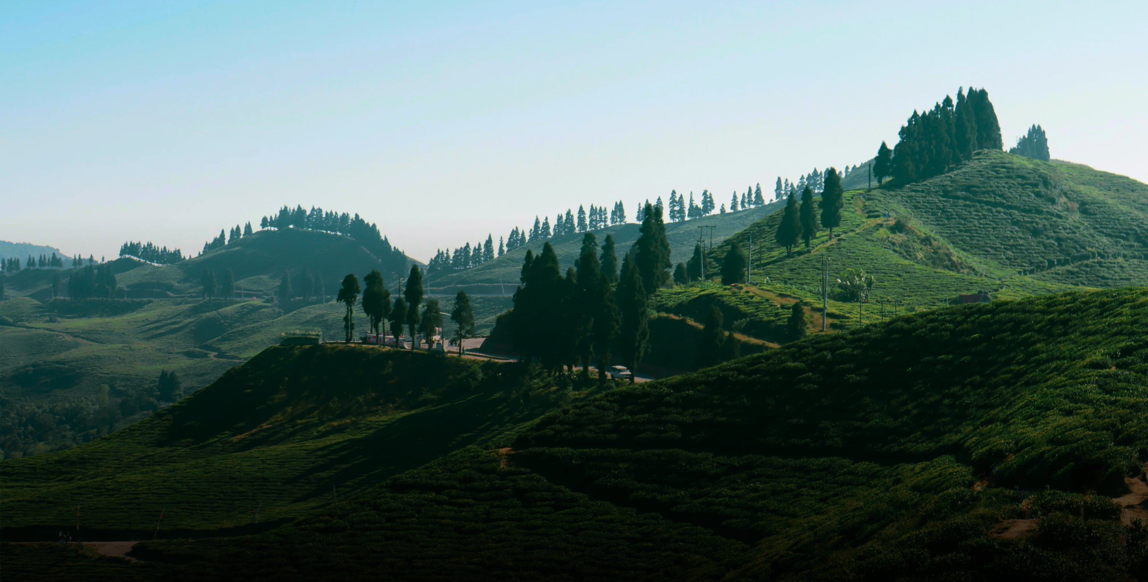 Refresh Your Tea Experience - The Darjeeling Brew