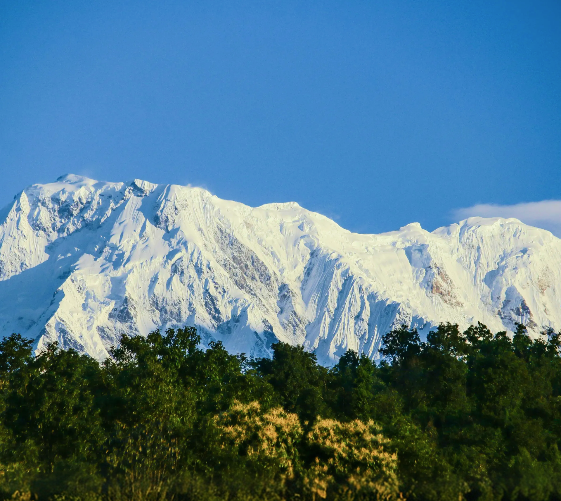 Discover the Mission Behind Our Tea - The Darjeeling Brew