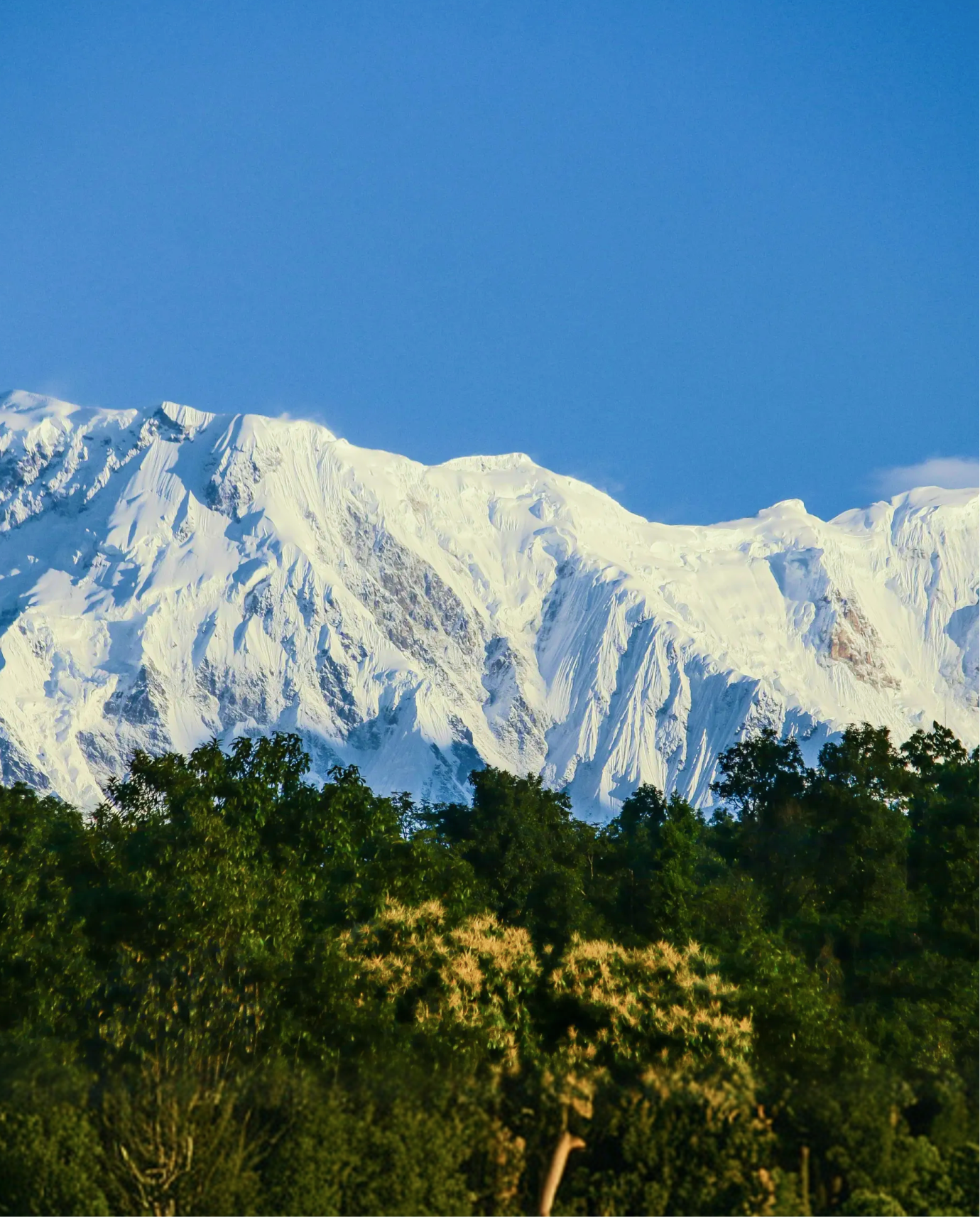 Majestic Himalayan Landscape Where Himalayan Darjeeling Tea is Cultivated - The Darjeeling Brew