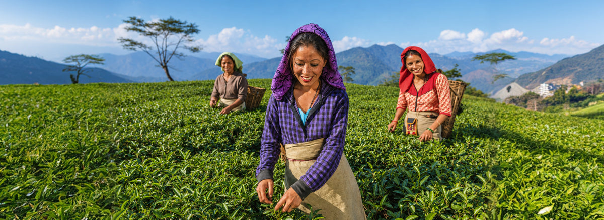 Dadarwal Tea Best Darjeeling Tea from India at Best Prices - The Darjeeling Brew