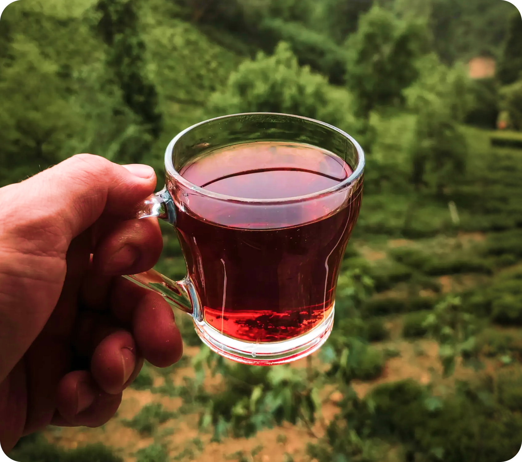 Explore the Vision of Fine Tea - The Darjeeling Brew