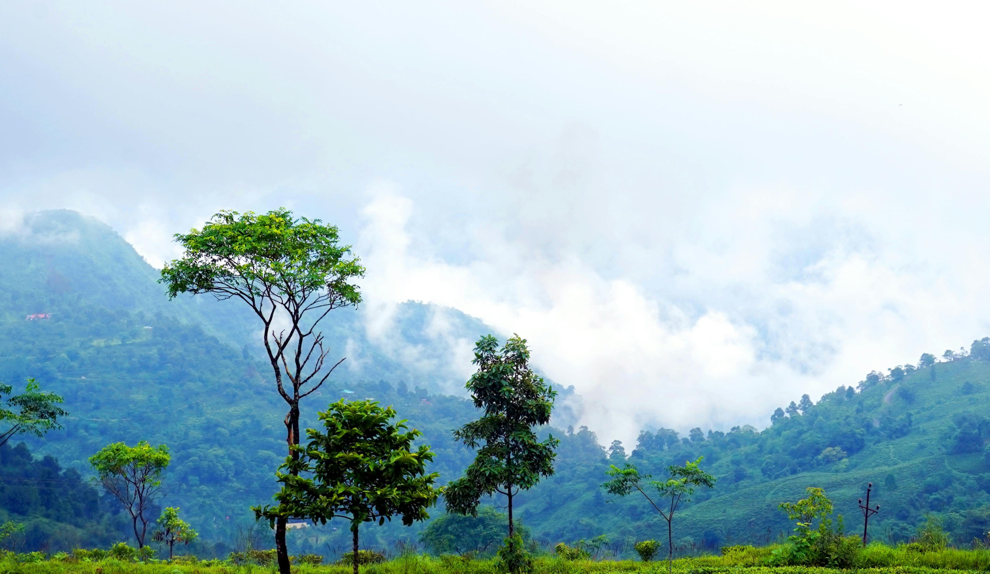 Sustainably Crafted Tea Experiences - The Darjeeling Brew